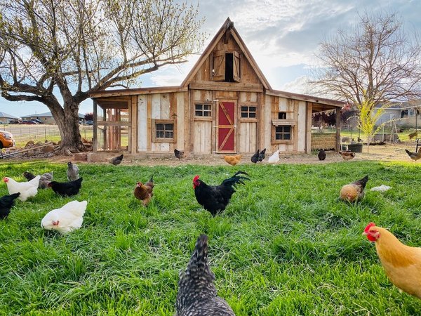Comment savoir si un poulet est trop cuit ?